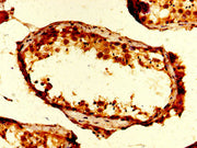 IHC image of CSB-PA025416LA01HU diluted at 1:200 and staining in paraffin-embedded human testis tissue performed on a Leica BondTM system. After dewaxing and hydration, antigen retrieval was mediated by high pressure in a citrate buffer (pH 6.0)....