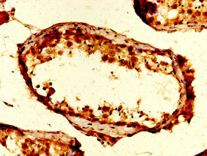 IHC image of CSB-PA025416LA01HU diluted at 1:200 and staining in paraffin-embedded human testis tissue performed on a Leica BondTM system. After dewaxing and hydration, antigen retrieval was mediated by high pressure in a citrate buffer (pH 6.0)....
