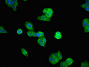 Immunofluorescent analysis of HepG2 cells using CSB-PA025427LA01HU at dilution of 1:100 and Alexa Fluor 488-congugated AffiniPure Goat Anti-Rabbit IgG(H+L)