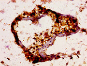 IHC image of CSB-PA025470LA01HU diluted at 1:200 and staining in paraffin-embedded human testis tissue performed on a Leica BondTM system. After dewaxing and hydration, antigen retrieval was mediated by high pressure in a citrate buffer (pH 6.0)....