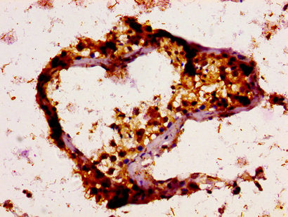 IHC image of CSB-PA025470LA01HU diluted at 1:200 and staining in paraffin-embedded human testis tissue performed on a Leica BondTM system. After dewaxing and hydration, antigen retrieval was mediated by high pressure in a citrate buffer (pH 6.0)....