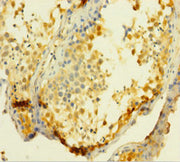 Immunohistochemistry of paraffin-embedded human testis tissue using CSB-PA025546LA01HU at dilution of 1:100