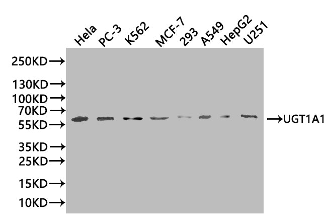 Western Blot Positive WB detected in: Hela whole cell lysate(20µg), PC-3 whole cell lysate(20µg), K562 whole cell lysate(20µg), MCF-7 whole cell lysate(20µg), 293 whole cell lysate(20µg), A549 whole cell lysate(20µg), HepG2 whole cell lysate(20µg)...