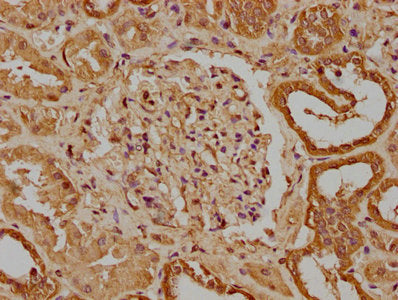 IHC image of CSB-PA025622LA01HU diluted at 1:300 and staining in paraffin-embedded human kidney tissue performed on a Leica BondTM system. After dewaxing and hydration, antigen retrieval was mediated by high pressure in a citrate buffer (pH 6.0)....