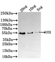 Western Blot Positive WB detected in: recombinant protein All lanes: UOX Antibody at 1:1000 Secondary Goat polyclonal to rabbit IgG at 1/50000 dilution Predicted band size: 48 kDa Observed band size: 50 kDa