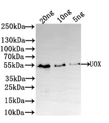 Western Blot Positive WB detected in: recombinant protein All lanes: UOX Antibody at 1:1000 Secondary Goat polyclonal to rabbit IgG at 1/50000 dilution Predicted band size: 48 kDa Observed band size: 50 kDa