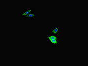 Immunofluorescent analysis of HepG2 cells using CSB-PA025710LA01HU at dilution of 1:100 and Alexa Fluor 488-congugated AffiniPure Goat Anti-Rabbit IgG(H+L)