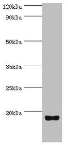 Western blot All lanes: Urotensin-2 antibody at 8ug/ml + Rat brain tissue Secondary Goat polyclonal to rabbit IgG at 1/10000 dilution Predicted band size: 15, 17 kDa Observed band size: 15 kDa