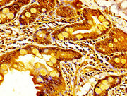 IHC image of CSB-PA025774LA01HU diluted at 1:400 and staining in paraffin-embedded human small intestine tissue performed on a Leica BondTM system. After dewaxing and hydration, antigen retrieval was mediated by high pressure in a citrate buffer (...