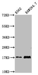 Western Blot Positive WB detected in: K562 whole cell lysate, RAW264.7 whole cell lysate All lanes: VAMP4 antibody at 4.3ug/ml Secondary Goat polyclonal to rabbit IgG at 1/50000 dilution Predicted band size: 17 kDa Observed band size: 17 kDa