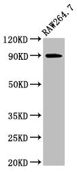 Western Blot Positive WB detected in: Raw264.7 whole cell lysate All lanes: VCP antibody at 3ug/ml Secondary Goat polyclonal to rabbit IgG at 1/50000 dilution Predicted band size: 90 kDa Observed band size: 90 kDa