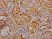 IHC image of CSB-PA025898LA11HU diluted at 1:300 and staining in paraffin-embedded human kidney tissue performed on a Leica BondTM system. After dewaxing and hydration, antigen retrieval was mediated by high pressure in a citrate buffer (pH 6.0)....