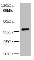 Western blot All lanes: VSX1 antibody IgG at 2.32ug/ml + 293T whole cell lysate Secondary Goat polyclonal to rabbit IgG at 1/10000 dilution Predicted band size: 39, 25, 40, 15, 30, 23, 25, 33 kDa Observed band size: 39 kDa