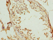 Immunohistochemistry of paraffin-embedded human testis tissue using CSB-PA026035ESR1HU at dilution of 1:100