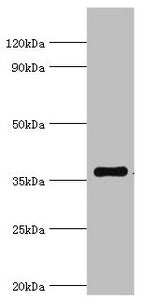 Western blot All lanes: WDR5 antibody at 2µg/ml + A431 whole cell lysate Secondary Goat polyclonal to rabbit IgG at 1/10000 dilution Predicted band size: 37 kDa Observed band size: 37 kDa