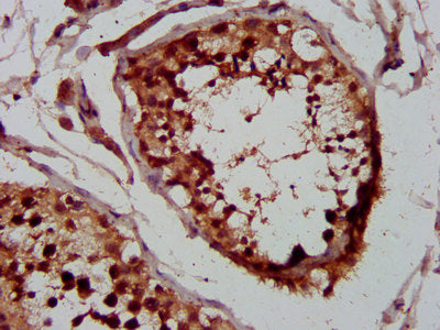 IHC image of CSB-PA026107LA01HU diluted at 1:400 and staining in paraffin-embedded human testis tissue performed on a Leica BondTM system. After dewaxing and hydration, antigen retrieval was mediated by high pressure in a citrate buffer (pH 6.0)....