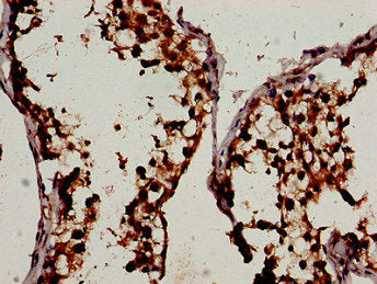 Immunohistochemistry analysis of human testis tissue using CSB-PA026113LA01HU at dilution of 1:100