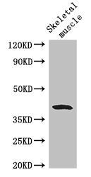 Western Blot Positive WB detected in: Mouse skeletal muscle tissue All lanes: WISP1 antibody at 2.8ug/ml Secondary Goat polyclonal to rabbit IgG at 1/50000 dilution Predicted band size: 41, 31, 14, 17, 22 kDa Observed band size: 41 kDa