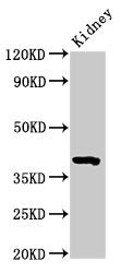 Western Blot Positive WB detected in: Mouse kidney tissue All lanes: Wnt3 antibody at 3.2µg/ml Secondary Goat polyclonal to rabbit IgG at 1/50000 dilution Predicted band size: 40 kDa Observed band size: 40 kDa