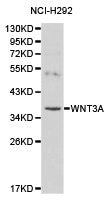 Western blot analysis of NCI-H292 cell lysate, using WNT3A antibody.