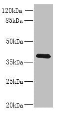 Western blot All lanes: WNT4 antibody at 8ug/ml + MCF-7 whole cell lysate Secondary Goat polyclonal to rabbit IgG at 1/10000 dilution Predicted band size: 40, 33 kDa Observed band size: 40 kDa