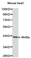 Western blot analysis of extracts of mouse heart cell lines, using Wnt5a antibody.