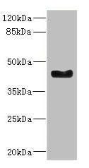 Western blot All lanes: WNT7B antibody at 2.41ug/ml + Mouse small intestine tissue Secondary Goat polyclonal to rabbit IgG at 1/10000 dilution Predicted band size: 39 kDa Observed band size: 39 kDa