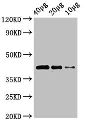 Western Blot Positive WB detected in: Zebrafish tissue 40µg, 20µg, 10µg All lanes: wnt8b antibody at 3µg/ml Secondary Goat polyclonal to rabbit IgG at 1/50000 dilution Predicted band size: 41 kDa Observed band size: 41 kDa