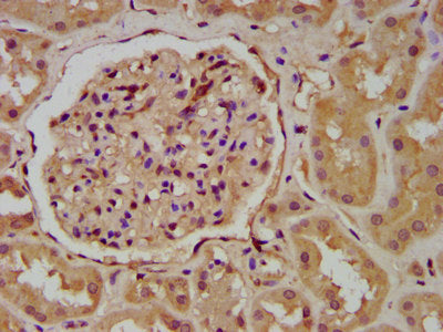 IHC image of CSB-PA026146LA01HU diluted at 1:200 and staining in paraffin-embedded human kidney tissue performed on a Leica BondTM system. After dewaxing and hydration, antigen retrieval was mediated by high pressure in a citrate buffer (pH 6.0)....