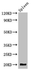 Western Blot Positive WB detected in: Mouse spleen tissue All lanes: WRB antibody at 3.4µg/ml Secondary Goat polyclonal to rabbit IgG at 1/50000 dilution Predicted band size: 20, 17 kDa Observed band size: 20 kDa