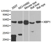 Western blot All lanes: XBP1 antibody at 1:1000 dilution Lane 1: 293T whole cell lysate Lane 2: NCI-H460 whole cell lysate Lane 3: Mouse eye tissue Lane 4: Rat liver tissue Lane 5: Rat eye tissue Secondary Goat polyclonal to rabbit IgG at 1/10000...