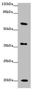 Western blot All lanes: XG antibody at 10µg/ml + Mouse heart tissue Secondary Goat polyclonal to rabbit IgG at 1/10000 dilution Predicted band size: 20, 22 kDa Observed band size: 20, 37, 60 kDa