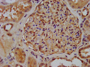 IHC image of CSB-PA026196LA01HU diluted at 1:300 and staining in paraffin-embedded human kidney tissue performed on a Leica BondTM system. After dewaxing and hydration, antigen retrieval was mediated by high pressure in a citrate buffer (pH 6.0)....