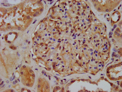 IHC image of CSB-PA026196LA01HU diluted at 1:300 and staining in paraffin-embedded human kidney tissue performed on a Leica BondTM system. After dewaxing and hydration, antigen retrieval was mediated by high pressure in a citrate buffer (pH 6.0)....