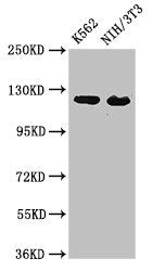 Western Blot Positive WB detected in: K562 whole cell lysate, NIH/3T3 whole cell lysate All lanes: XPO1 antibody at 3µg/ml Secondary Goat polyclonal to rabbit IgG at 1/50000 dilution Predicted band size: 124 kDa Observed band size: 124 kDa