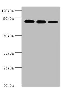 Western blot All lanes: X-ray repair cross-complementing protein 5 antibody at 2ug/ml Lane 1: A549 whole cell lysate Lane 2: MCF-7 whole cell lysate Lane 3: 293T whole cell lysate Secondary Goat polyclonal to rabbit IgG at 1/10000 dilution Predict...