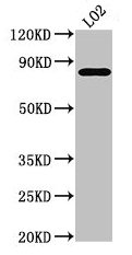 Western Blot Positive WB detected in: LO2 whole cell lysate All lanes: XRCC5 antibody at 3.5µg/ml Secondary Goat polyclonal to rabbit IgG at 1/50000 dilution Predicted band size: 83 kDa Observed band size: 83 kDa