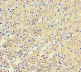 Immunohistochemistry of paraffin-embedded human adrenal gland tissue using CSB-PA026272LA01HU at dilution of 1:100