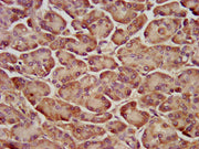 IHC image of CSB-PA026274LA01HU diluted at 1:200 and staining in paraffin-embedded human pancreatic tissue performed on a Leica BondTM system. After dewaxing and hydration, antigen retrieval was mediated by high pressure in a citrate buffer (pH 6....