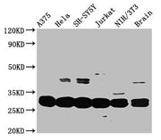 Western Blot Positive WB detected in: A375 whole cell lysate, Hela whole cell lysate, SH-SY5Y whole cell lysate, Jurkat whole cell lysate, NIH/3T3 whole cell lysate, Mouse brain tissue All lanes: YWHAE antibody at 3.3µg/ml Secondary Goat polyclona...