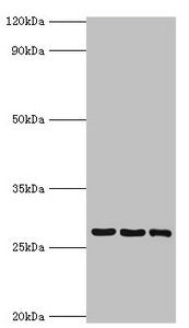 Western blot All lanes: 14-3-3 protein theta antibody at 4ug/ml Lane 1: A549 whole cell lysate Lane 2: Mouse lung tissue Lane 3: HepG2 whole cell lysate Secondary Goat polyclonal to rabbit IgG at 1/10000 dilution Predicted band size: 28 kDa Observ...