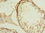 Immunohistochemistry of paraffin-embedded human testis tissue using CSB-PA026335LA01HU at dilution of 1:100