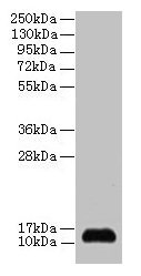 Western blot All lanes: SNRPD2 antibody at 2µg/ml + 293T whole cell lysate Secondary Goat polyclonal to rabbit IgG at 1/15000 dilution Predicted band size: 14, 13 kDa Observed band size: 14 kDa