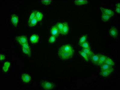 Immunofluorescence staining of HepG2 cells with CSB-PA026448LA01HU at 1:100, counter-stained with DAPI. The cells were fixed in 4% formaldehyde, permeabilized using 0.2% Triton X-100 and blocked in 10% normal Goat Serum. The cells were then incuba...