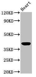 Western Blot Positive WB detected in: Mouse heart tissue All lanes: LGALS9 antibody at 3µg/ml Secondary Goat polyclonal to rabbit IgG at 1/50000 dilution Predicted band size: 40, 36, 35, 27, 26, 39 kDa Observed band size: 40 kDa