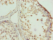 Immunohistochemistry of paraffin-embedded human testis tissue using CSB-PA026530LA01HU at dilution of 1:100