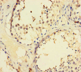 Immunohistochemistry of paraffin-embedded human testis tissue using CSB-PA026551LA01HU at dilution of 1:100