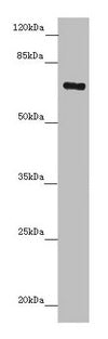 Western blot All lanes: ZNF169 antibody at 5.32µg/ml + Hela whole cell lysate Secondary Goat polyclonal to rabbit IgG at 1/10000 dilution Predicted band size: 68 kDa Observed band size: 68 kDa
