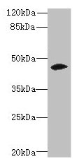 Western blot All lanes: ZSCAN9 antibody at 0.3µg/ml + Mouse brain tissue Secondary Goat polyclonal to rabbit IgG at 1/10000 dilution Predicted band size: 46, 52 kDa Observed band size: 46 kDa
