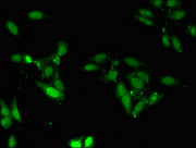 Immunofluorescent analysis of Hela cells using CSB-PA026578LA01HU at dilution of 1:100 and Alexa Fluor 488-congugated AffiniPure Goat Anti-Rabbit IgG(H+L)